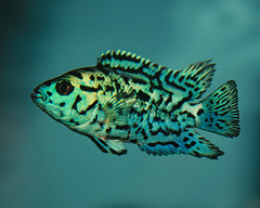 blue-fish